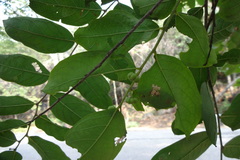 Glochidion tirupathiense